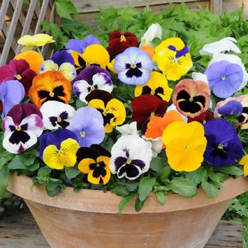 Winter flowering pansy plants with colorful blooms in a garden setting.