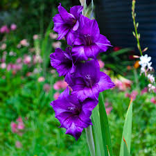 Purple Yellow Gladiolus Flower Seeds for Planting Seasonal Bloomer Heirloom & GMO Free Seeds for Home Garden
 
 Sale