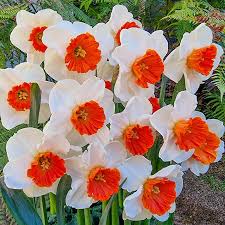 Thick Orange White Daffodils Flower Seeds for Planting Easy to Grow Heirloom & GMO Free Seeds for Home Garden
 
 Sale