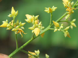 Yellow Hevea Brasiliensis Flower Seeds for Planting