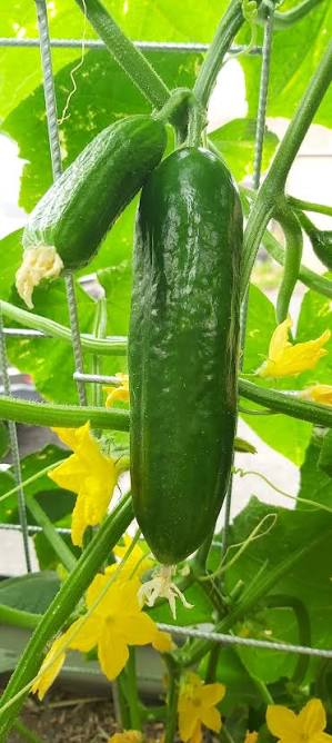 Lebanese cucumber vegetable seeds growing into crisp, slender cucumbers for home gardening.