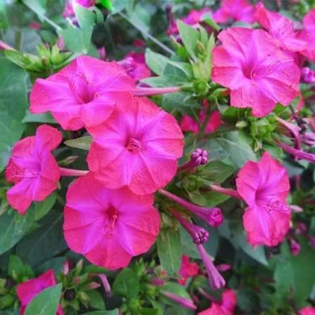 Violet pink Four O’Clock flowers opening with colorful trumpet-shaped blooms.
