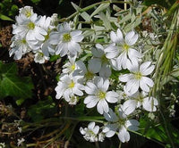 Snow in Summer plants blooming in a decorative rock garden landscape.
