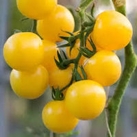 Gold Tomato Seeds for Vegetable Planting
