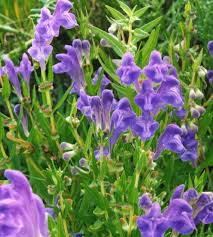 Chinese Skullcap Flower seeds for Planting - Garden Favorite, Heirloom & GMO Free Seeds for Home Garden