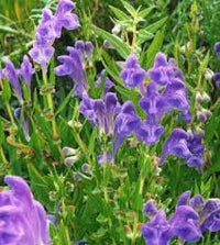 Chinese Skullcap Flower seeds for Planting - Garden Favorite, Heirloom & GMO Free Seeds for Home Garden