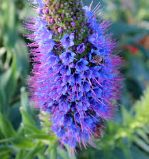 Madeira Flower seeds for Planting - Seasonal Bloomer, Heirloom & GMO Free Seeds for Home Garden