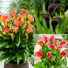 100 Pcs