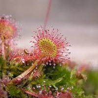 Sundew Flower seeds for Planting - Premium Quality, Heirloom & GMO Free Seeds for Home Garden