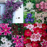 Clematis climbing plant displayed on a garden trellis