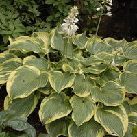 Hosta perennial plants growing in a shaded garden