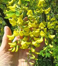 Yellow Laburnum Flower seeds for Planting - Vibrant Colors, Heirloom & GMO Free Seeds for Home Garden