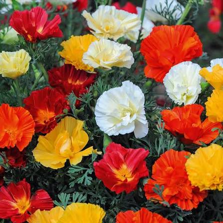 Mixed California Poppy Flower Seeds for Planting – Heirloom & Non-GMO Flower Seeds
