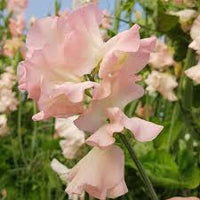 Light Pink Sweet Pea Flower Seeds for Planting Pollinator Friendly Heirloom & GMO Free Seeds for Home Garden
 
 Sale