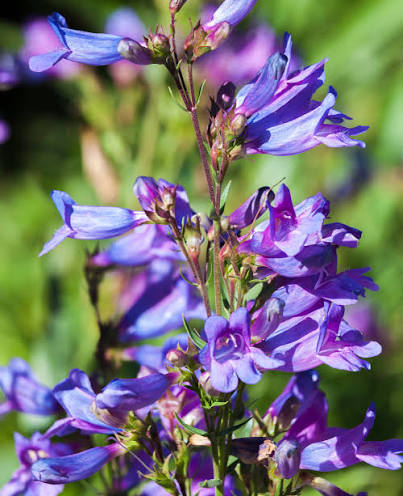 Penstemon Heavenly Blue with tall spikes of soft blue flowers.
