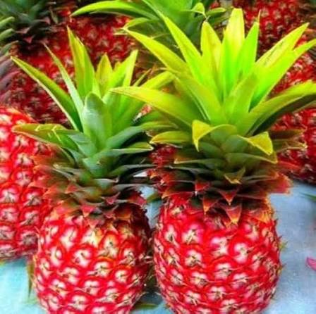 Tropical red pineapple plant thriving in a sunny garden.
