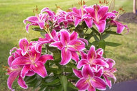 Elegant Lily flowers with green garden foliage