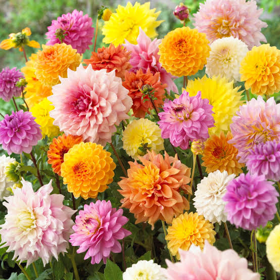 Mixed Dahlia bulbs and tubers for garden planting
