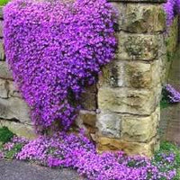 Lavender Aubrieta Cultorum Flower Seeds for Planting Fragrant Blossoms Heirloom & GMO Free Seeds for Home Garden
 
 Sale