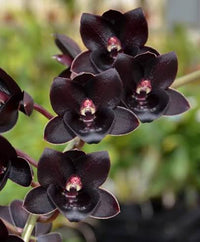 Ornamental black orchid growing in a container with lush green foliage.