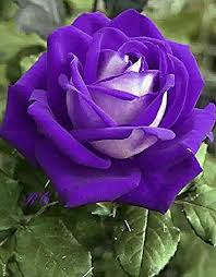 Violet Green Rose Flower Seeds for Planting Bright Blooms Heirloom & GMO Free Seeds for Home Garden
 
 Sale