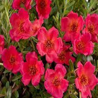 Portulak Rock Ruby Tuesday Seeds for Colorful, Nutritious Greens