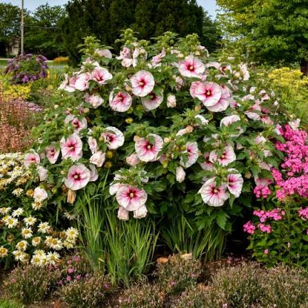 Beautiful flowering hibiscus plant in an outdoor garden
