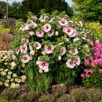 Beautiful flowering hibiscus plant in an outdoor garden