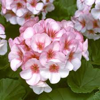 Pale Pink Geranium Flower Seeds for Planting Perfect for Borders Heirloom & GMO Free Seeds for Home Garden
 
 Sale