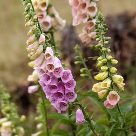 Foxglove Dwarf Foxy Mix plants with colorful bell-shaped flowers in a garden bed.
