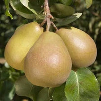 Mixed Pear Fruit Seeds – Orchard Tree for Home Gardens & Outdoor Planting