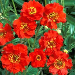 Hardy Geum Mrs Bradshaw plants adding vibrant color to a cottage garden.


