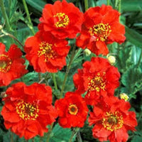 Hardy Geum Mrs Bradshaw plants adding vibrant color to a cottage garden.

