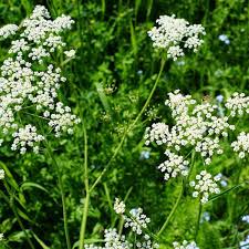 Anisum Flower seeds for Planting Wildflower Mix Heirloom & GMO Free Seeds for Home Garden