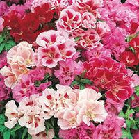 Godetia Flower seeds for Planting - Sun Loving, Heirloom & GMO Free Seeds for Home Garden