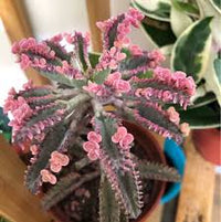 Brown Kalanchoe Bonsai Flower seeds for Planting - Cut Flower Favorite, Heirloom & GMO Free Seeds for Home Garden