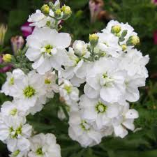 White Matthiola Incana Flower seeds for Planting Cut Flower Favorite Heirloom & GMO Free Seeds for Home Garden