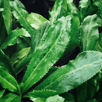 Culantro Seeds for Herb Gardens, Raised Beds, Containers & Outdoor Growing