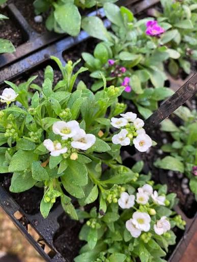 Carpet of Snow Alyssum Flower Seeds for Borders, Ground Cover & Garden Beds