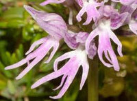 Orchis Italica Flower seeds for Planting - Compact Growth, Heirloom & GMO Free Seeds for Home Garden