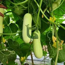 White Cucumber Vegetable Seeds for Planting – Heirloom Garden Cucumber Seeds for Home Gardens