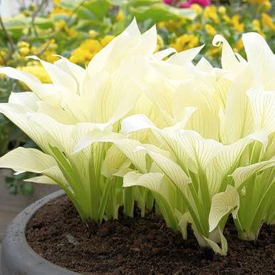 White Feather Hosta growing in a shaded garden area