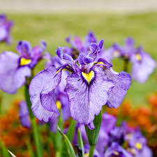 Japanese Iris Flower seeds for Planting - Vibrant Colors, Heirloom & GMO Free Seeds for Home Garden