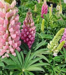 Thick Pink Lupine Flower Seeds for Planting Fragrant Blossoms Heirloom & GMO Free Seeds for Home Garden
 
 Sale