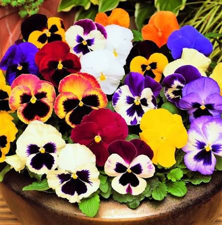 Colorful pansy flowers displayed in garden containers and borders.