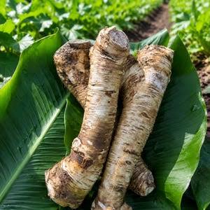 Horseradish Vegetable Seeds for Home Garden Growing