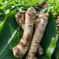 Horseradish Vegetable Seeds for Home Garden Growing