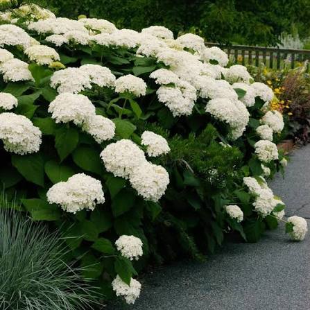 Annabelle Hydrangea Flower Seeds for Planting – Hardy White Blooming Ornamental Garden Shrub