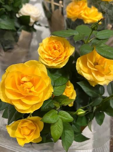 Bright yellow rose flowers blooming in a sunny garden.
