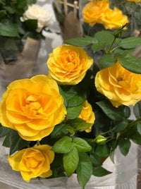 Bright yellow rose flowers blooming in a sunny garden.
